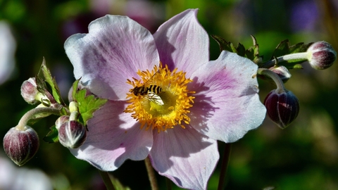 Common banded hoverfly