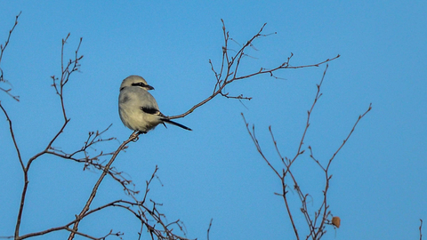 Great grey shrike