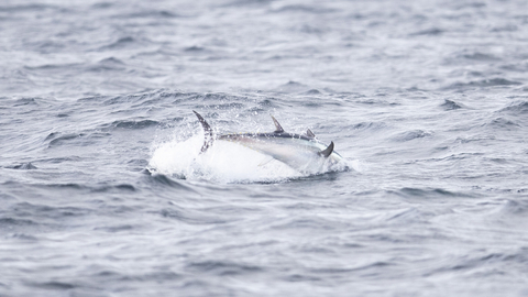 Bluefin tuna