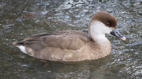 Red-crested pochard (female)