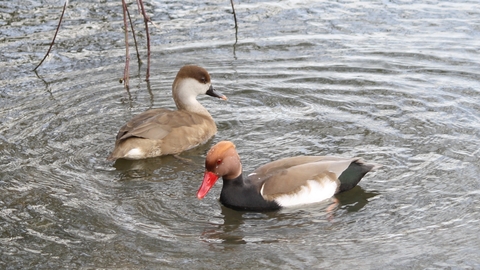 Red-crested pochard pair