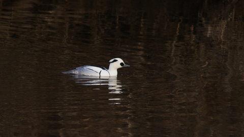 Smew (male)