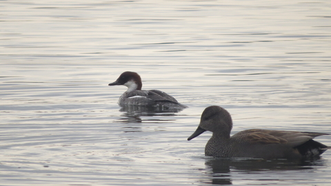 Smew 