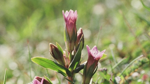 Early gentian