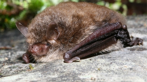 Alcathoe bat