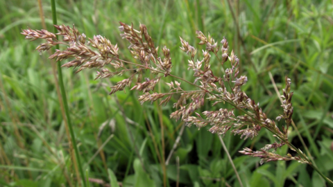 Creeping bent with grass background