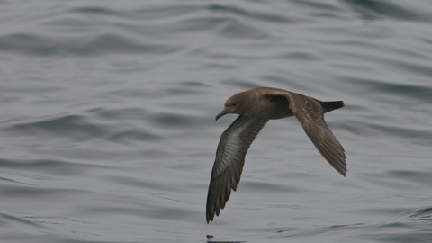 Sooty shearwater