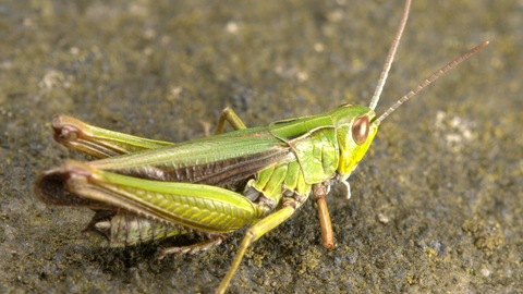 Common green grasshopper