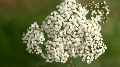 Yarrow