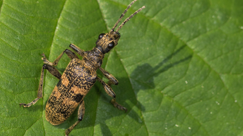 A black-spotted longhorn beetle resting on a leaf