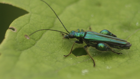 A glittering green swollen-thighed beetle on a leaf, demonstrating the chunky thighs that earn its name