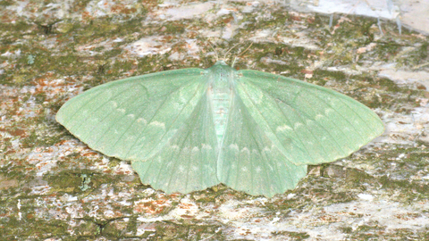 A large emerald moth resting with its wings spread