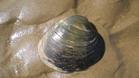 ocean quahog