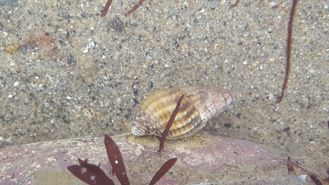 Netted dog whelk