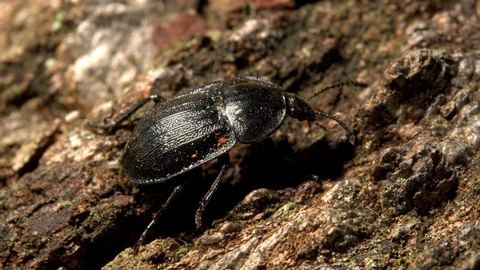 A black snail beetle on a rotten log