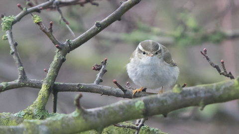 A yellow-browed warbler perched on a twig, looking towards the camera. It's a small warbler with a whitish belly and mossy green back, with a bright yellow stripe over the eye