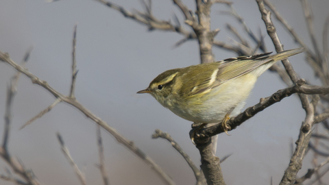 A yellow-browed warbler perched on a twig, poised to take off. It's a small warbler with a whitish belly and mossy green back, with a bright yellow stripe over the eye