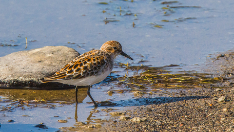 A little sting wading along the edge of a muddy shore