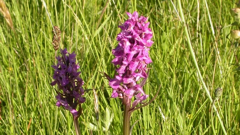 Southern Marsh Orchid 