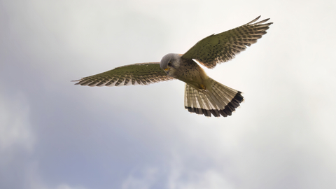 A kestrel hovering against a cloudy sky