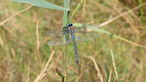 A male southern migrant hawker perched on a grass stem. It's a blue and black dragonfly with dazzlingly blue eyes