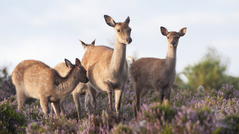 Four sika deer standing amongst the pink flowers of heather, with blue sky above them