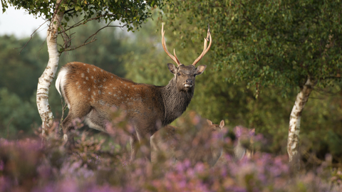 A sika deer stag, with white spots on its rich red-brown fur, stands amongst the pink flowers of heather, with silver birches in the background