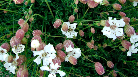 sea campion