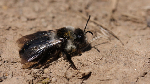 Ashy mining bee