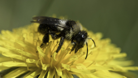 Ashy mining bee