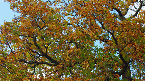 Horse chestnut