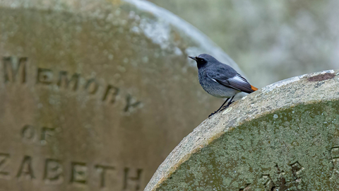  Black redstart