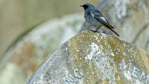  Black redstart