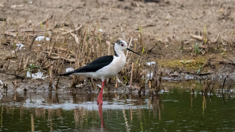 A black-winged stilt wading through a mud-fringed pool, its extremely long pink legs keeping the black and white body well above the water