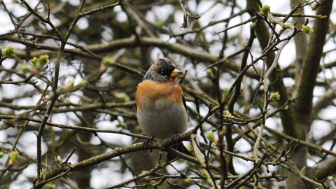 Male brambling