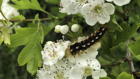 A fully-grown brown-tail moth caterpillar, covered in long, brown irritating hairs