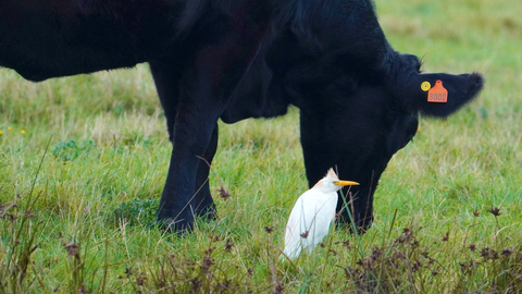 Cattle egret