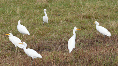 Cattle egrets