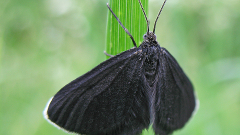 Chimney sweeper moth