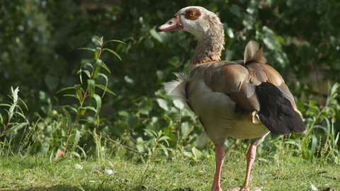 Egyptian goose