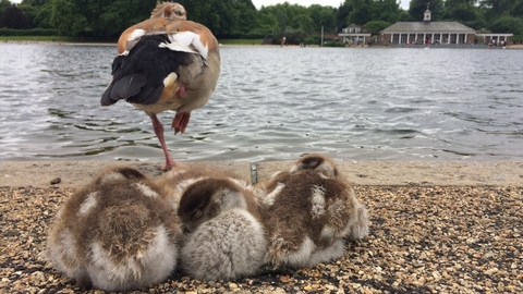 Three Egyptian goose goslings and one of their parents snoozing by a river in an urban park