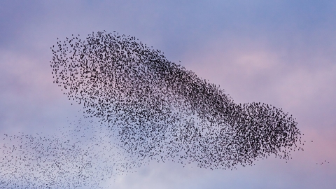 A murmuration of starlings