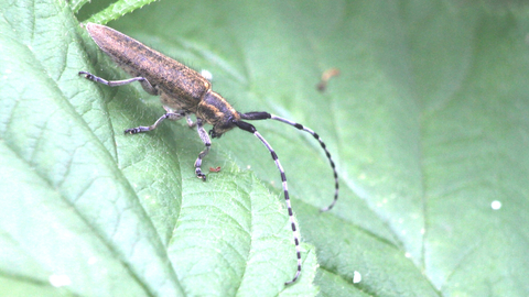 A golden-bloomed grey longhorn beetle resting on a leaf