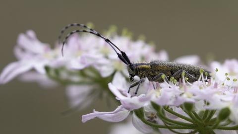 A golden-bloomed grey longhorn beetle resting on a pink flowerhead