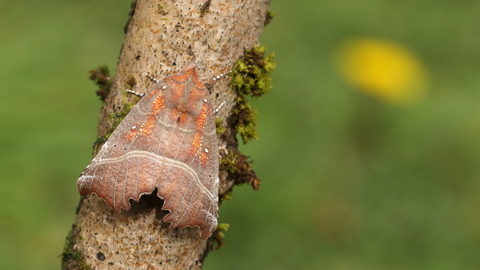 A herald moth resting on a branch