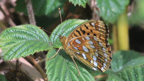 High brown fritillary