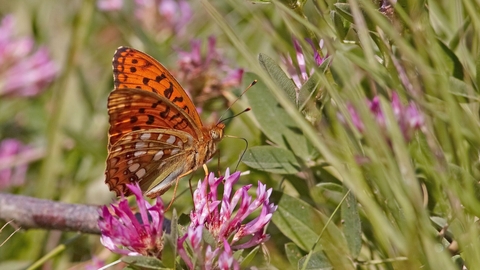 High brown fritillary