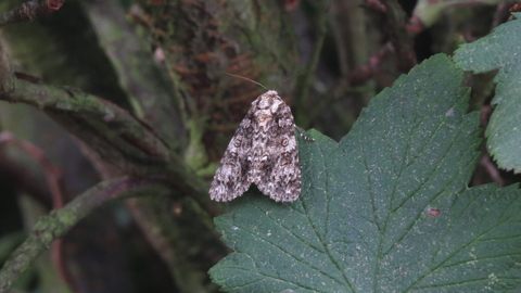 a knot grass moth rests on a leaf, showing the distinctive white markings that identify the species