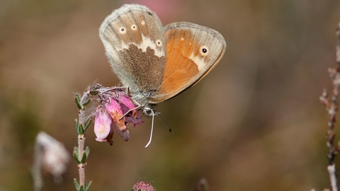 Large heath butterfly