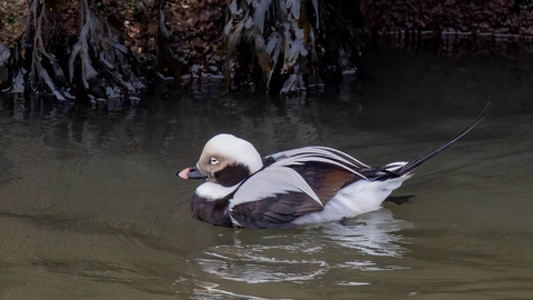 A male long-tailed duck drifting in front of the stone wall of a harbour